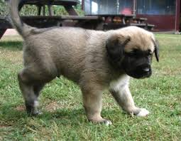 Kangal portre