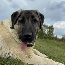 Kangal doğada